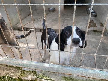 Cuccioli simil segugi