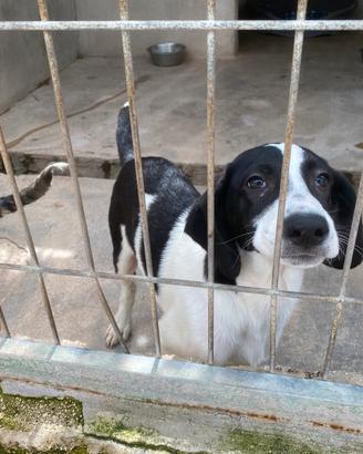 Cuccioli simil segugi