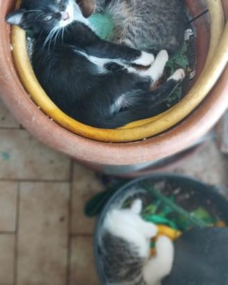 Gattini