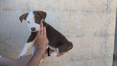 Cagnolini 2 mesi
