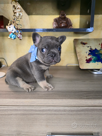Cuccioli bulldog francese blu tan occhi azzurri