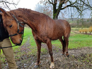 Cavalla femmina per maneggi