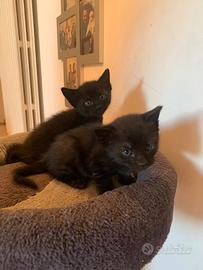 GATTINI di 1 MESE