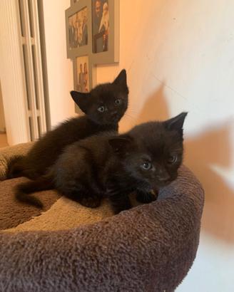 GATTINI di 1 MESE