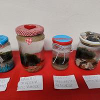 Confezione alga Marino 