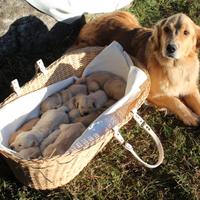 Cuccioli Golden Retriever Americani