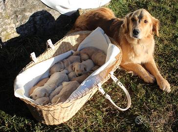 Cuccioli Golden Retriever Americani