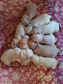 Cuccioli Golden Retriever con Pedigree