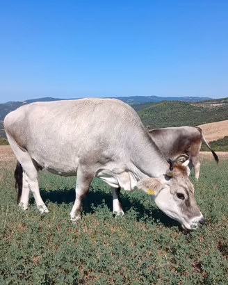Vacca grigio alpina iscritta al libro genealogico