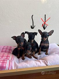 Cuccioli di Pinscher Nano Maschietto
