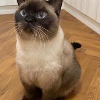 Gattini exotic short hair