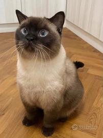 Gattini exotic short hair