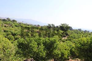 Terreno - Mascali