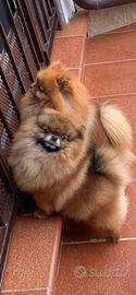 Cane spiz di pomerania
