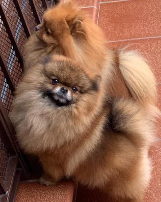 Cane spiz di pomerania