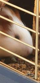 2 porcellini d'india con gabbia