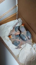 Pullo parrocchetto dal collare