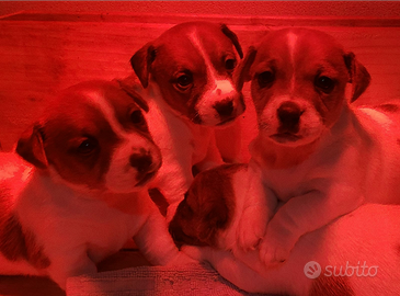 Cuccioli jack russel con pedigree