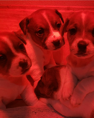 Cuccioli jack russel con pedigree