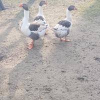 Pezzate venete e cignoidi