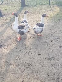 Pezzate venete e cignoidi