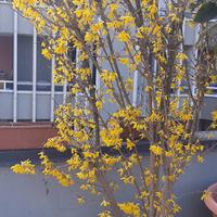 piante diverse dimensioni