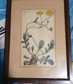 quadri con fiori
