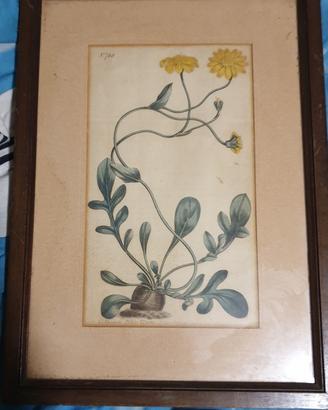 quadri con fiori