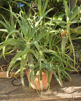 Piante Aloe Arborescens più di 5 anni