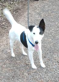 Fox Terrier maschio
