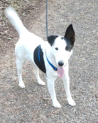 Fox Terrier maschio