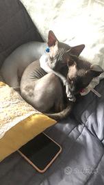 Gatti Sphynx