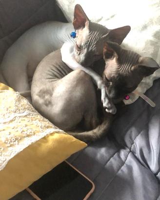 Gatti Sphynx