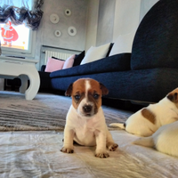 Jack Russell Terrier