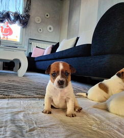 Jack Russell Terrier