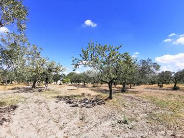 TER. AGRICOLO A LUCERA