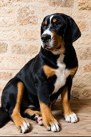 cuccioli di grande bovaro svizzero 