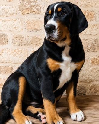 cuccioli di grande bovaro svizzero 