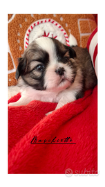 Shih-Tzu con Pedigree