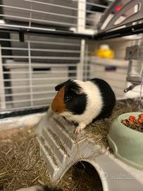 Porcellini d'india (cavie)