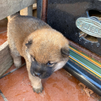Cuccioli shiba inu sverminati e vaccinati