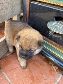 Cuccioli shiba inu sverminati e vaccinati