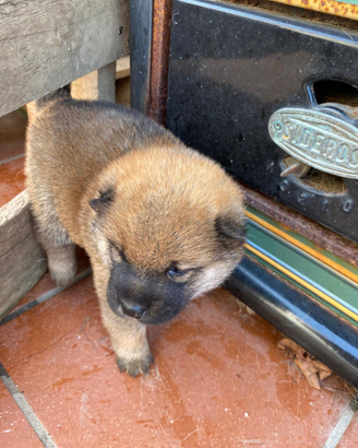 Cuccioli shiba inu sverminati e vaccinati