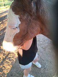 Cavallo puledro