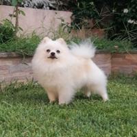 Spitz Tedesco piccolo particolor per accoppiamento