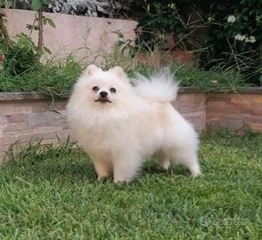 Spitz Tedesco piccolo particolor per accoppiamento