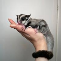 Petauro dello zucchero