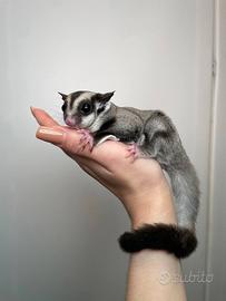 Petauro dello zucchero