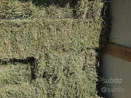 fieno di medica per capre e pecore