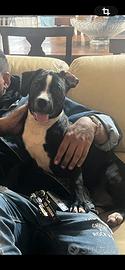 Cuccioli pitbull